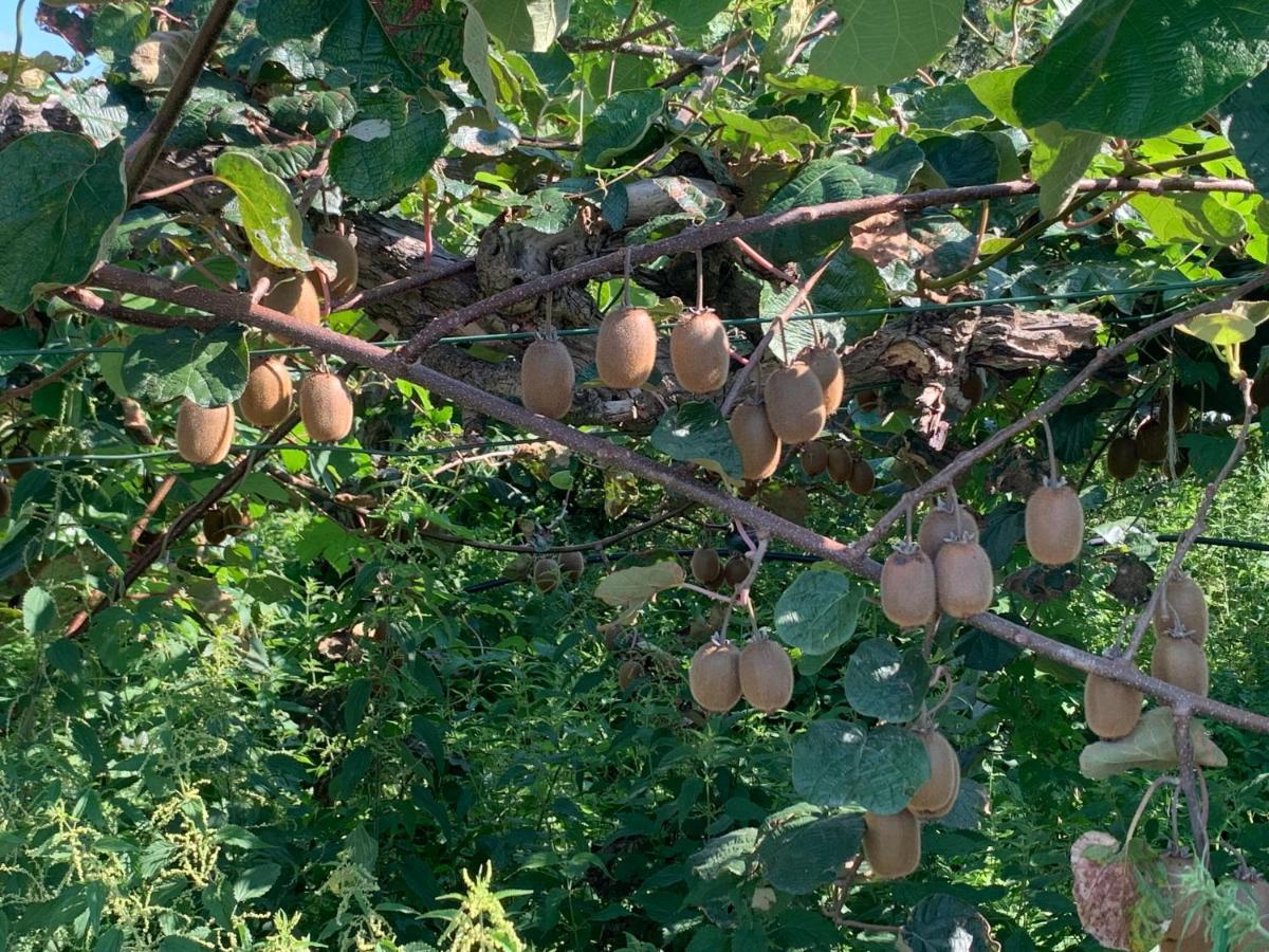 فيفيروني Bouganville المظهر الخارجي الصورة