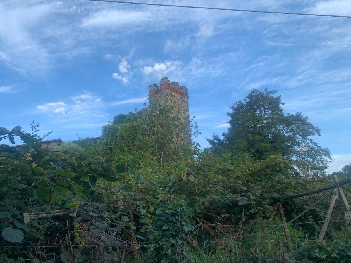 فيفيروني Bouganville المظهر الخارجي الصورة
